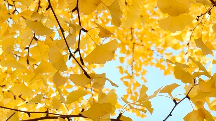 GINKGO BILOBA